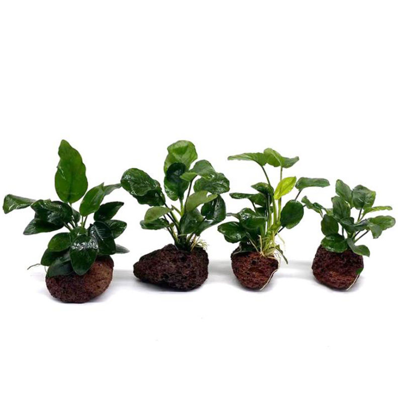 Vulkanische Aquarium Dekoratio – Aquarium Marine Rock Bewertung und Preis