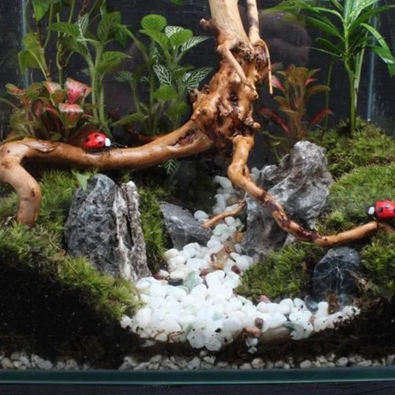 Natürlicher Baumstamm Treibhol – Aquarium Marine Rock Bewertung und Preis
